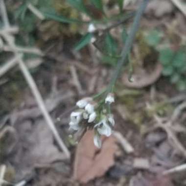 Cardamine hirsuta