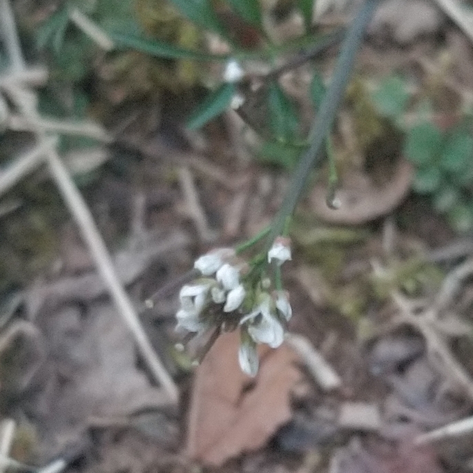 Plant image Cardamine hirsuta