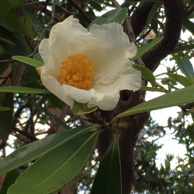 Gordonia axillaris

