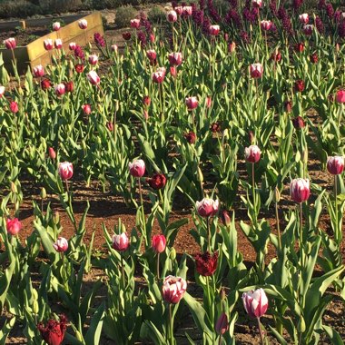 Tulip 'Purple Dream' (Lily-flowered)