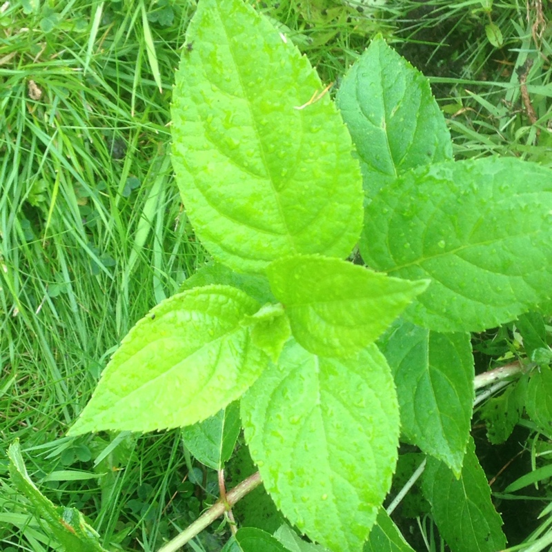 Carol's garden