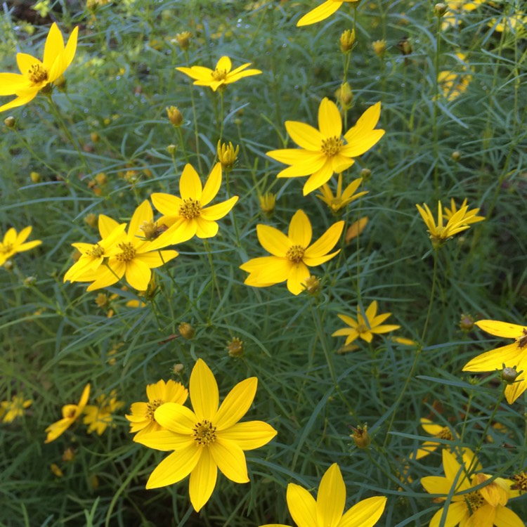 Plant image Coreopsis verticillata 'Zagreb'