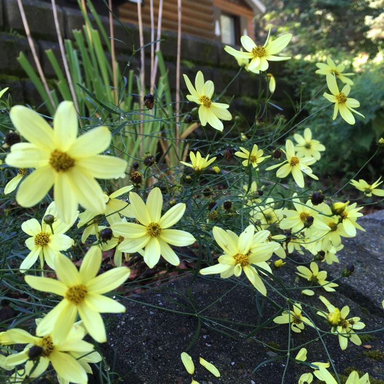 Plant image Coreopsis verticillata 'Moonbeam'