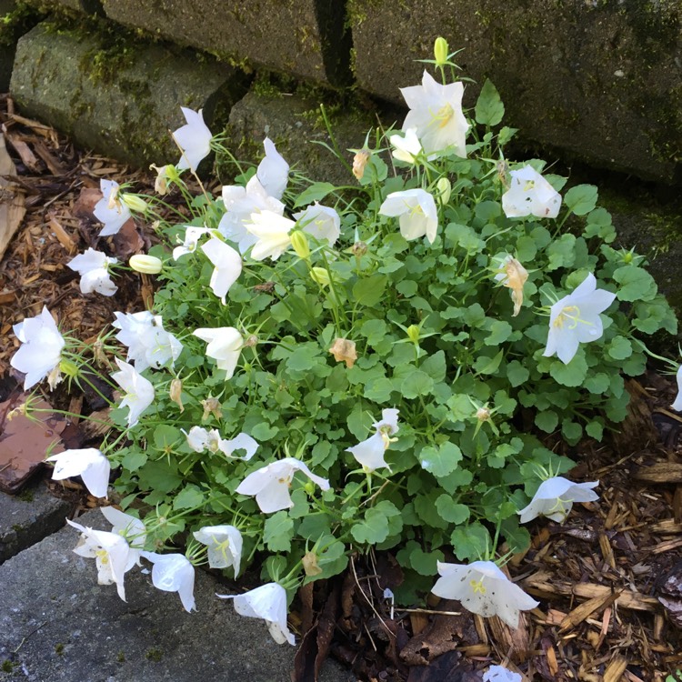 Plant image Campanula carpatica 'White Clips'