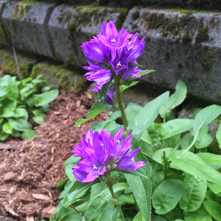 Plant image Campanula glomerata 'Freya'