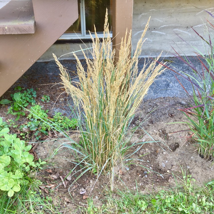 Plant image Calamagrostis x acutiflora 'Overdam'