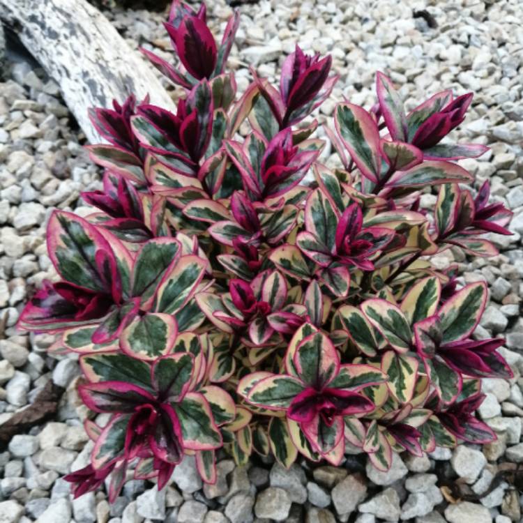 Plant image Hebe 'Rhubarb and Custard'