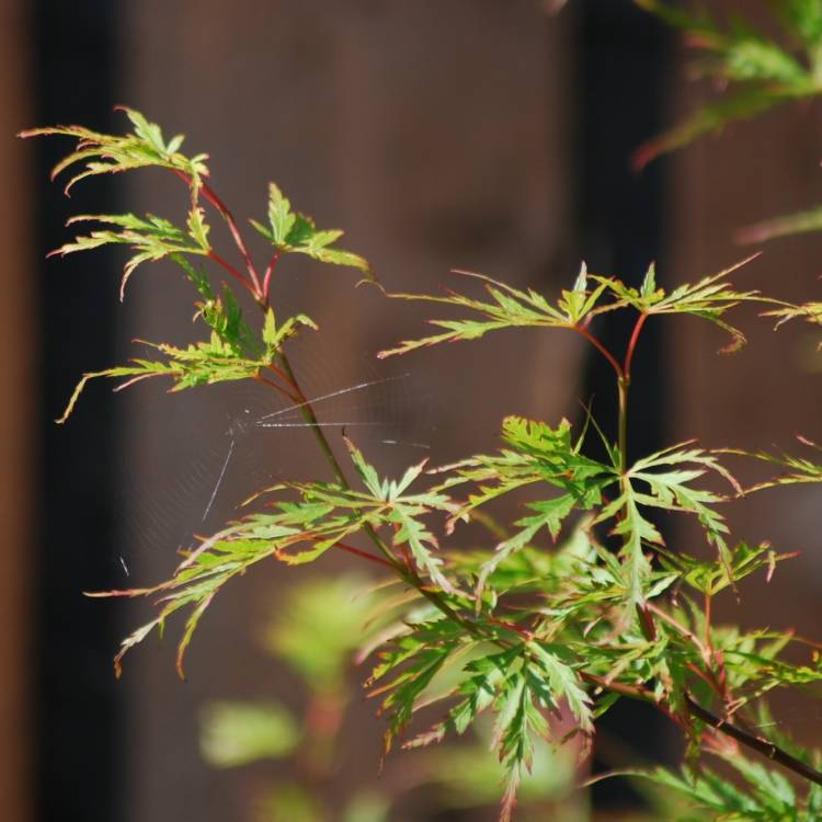 Plant image Acer palmatum 'Seiryu' (Dissectum Group) syn. Acer palmatum var. dissectum 'Seiryu'