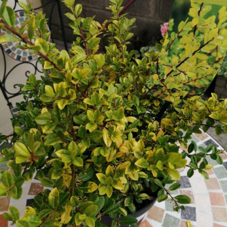 Plant image Ilex crenata 'Golden Gem'