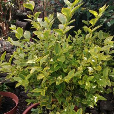 Ligustrum ovalifolium 'Aureum'