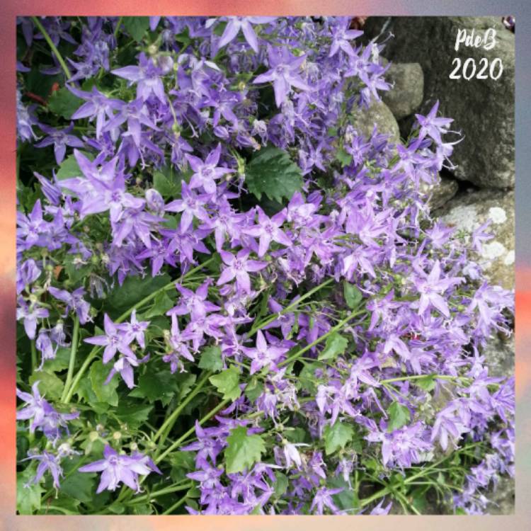 Plant image Campanula portenschlagiana 'Blue Sky'