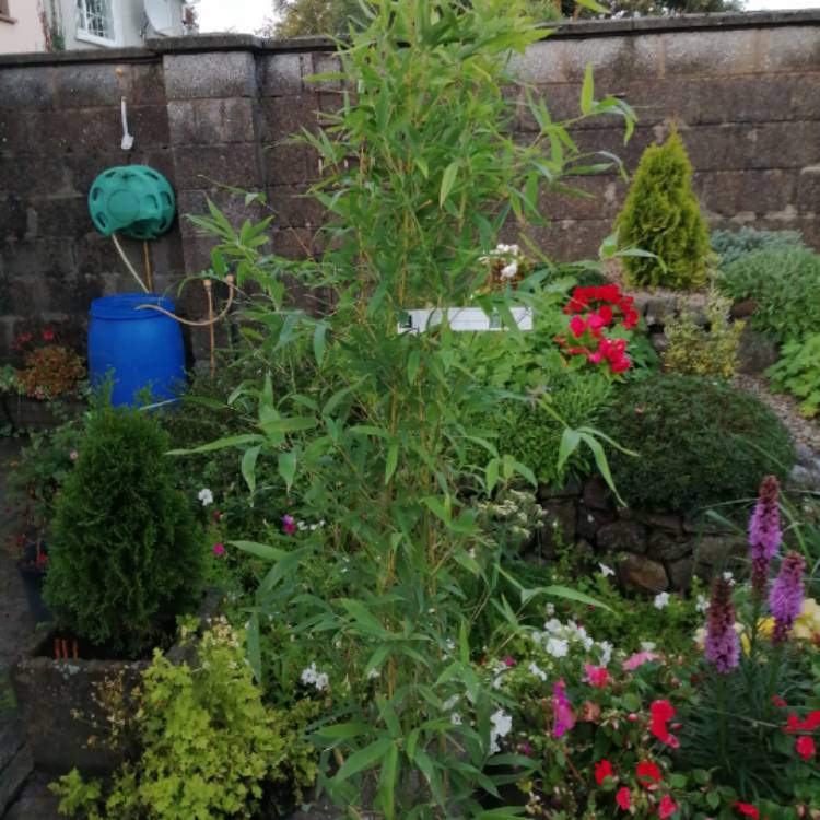 Plant image Phyllostachys aurea 'Albovariegata'