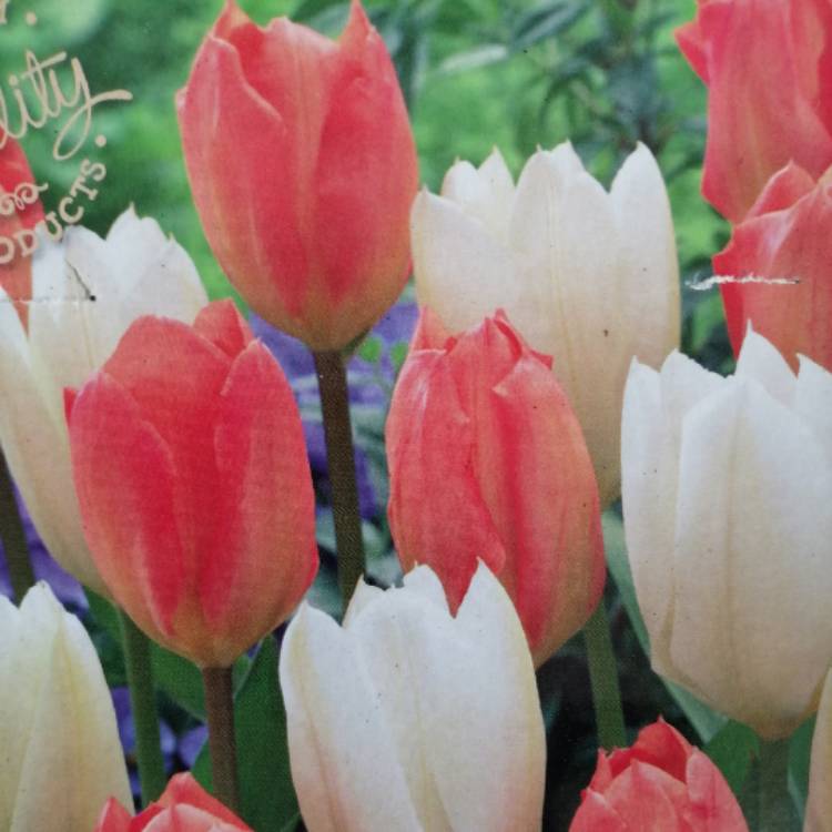 Plant image Tulipa 'Orange Emperor'