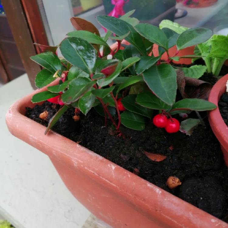 Plant image Gaultheria Procumbens