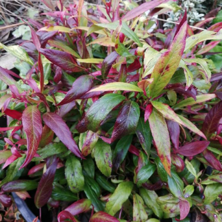 Plant image Leucothoe axillaris 'Little Flames'