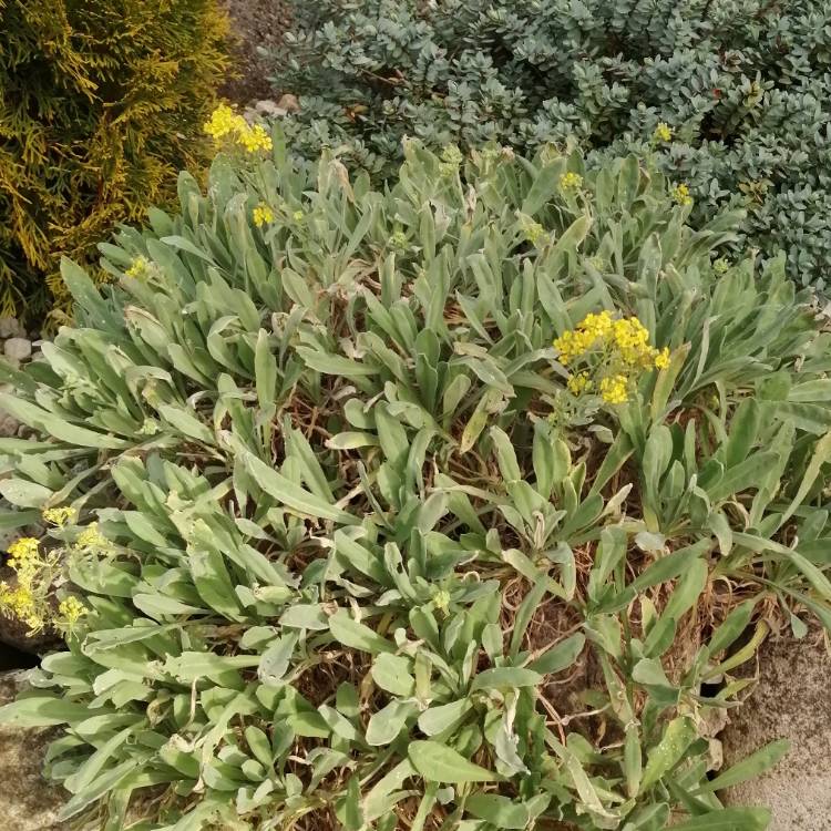 Plant image Aurinia saxatilis  syn. Alyssum saxatile