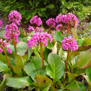 Plant image Bergenia cordifolia