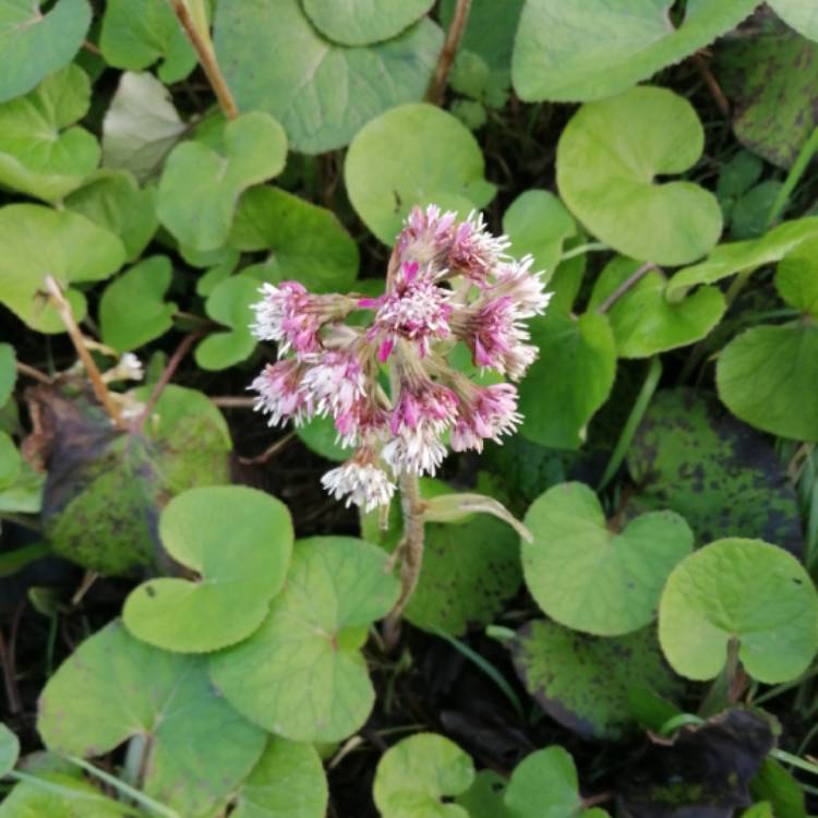 Plant image Petasites fragrans