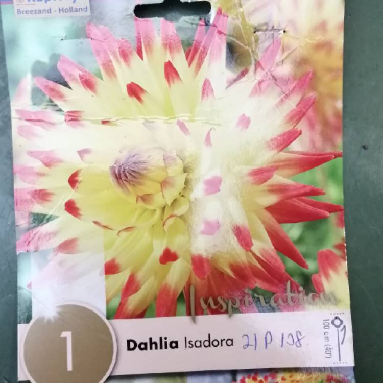 Plant image Dahlia 'Cha-Cha'