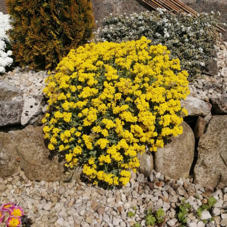 Plant image Aurinia saxatilis  syn. Alyssum saxatile