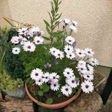 Osteospermum ecklonis