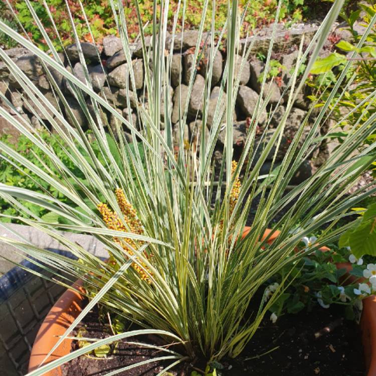 Plant image Lomandra longifolia