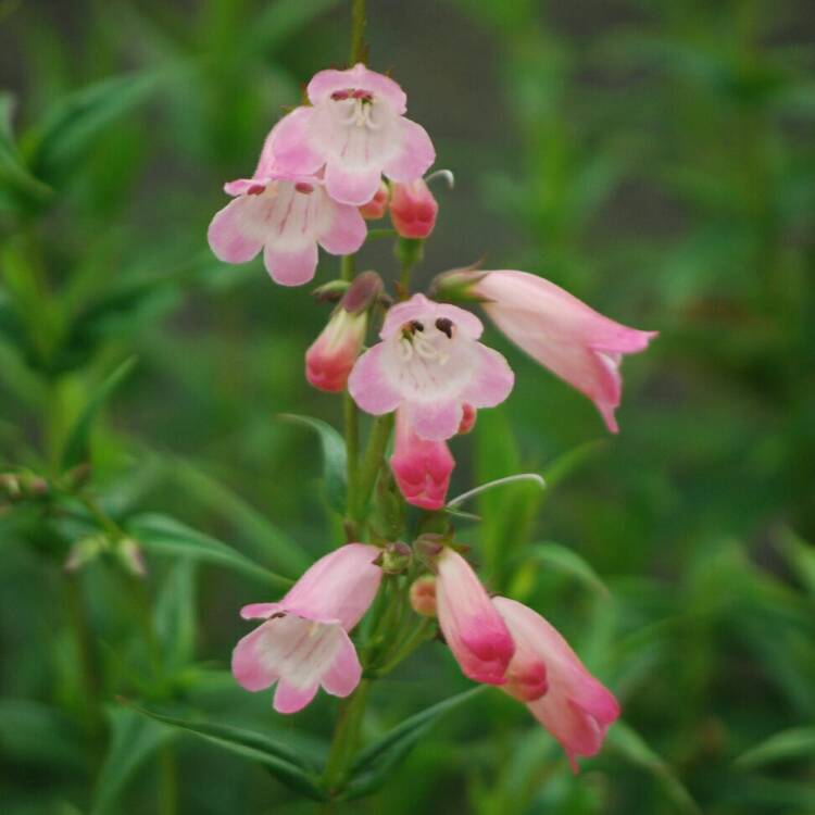 Plant image Penstemon 'Apple Blossom'