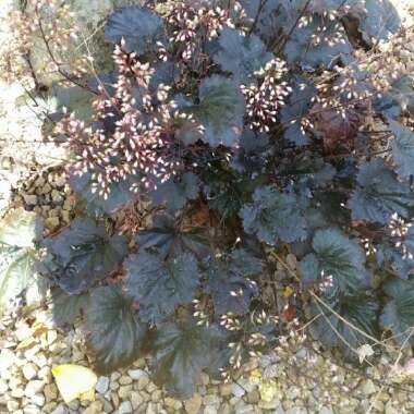 Heuchera 'Binoche'