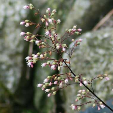 Heuchera 'Binoche'