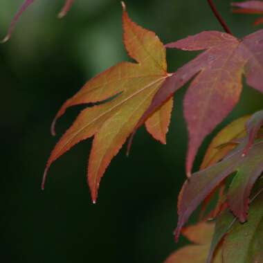 Acer palmatum