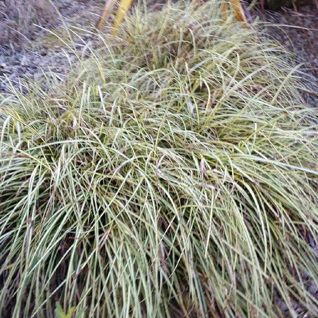 Carex oshimensis 'Everest'