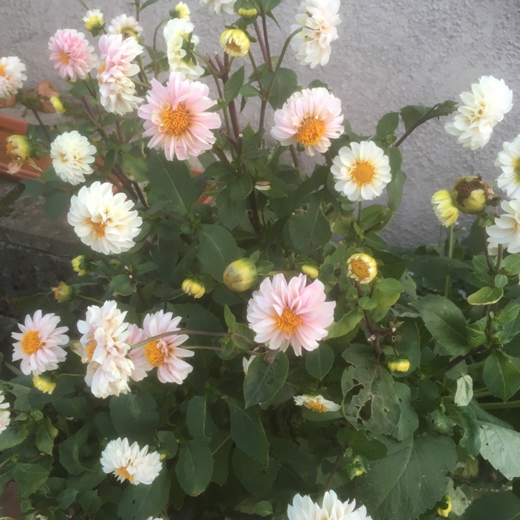 Plant image Dahlia 'Bishop of Leicester'