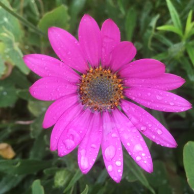 Osteospermum 'Jucundum'