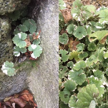 Glechoma Hederacea 'Variegata'