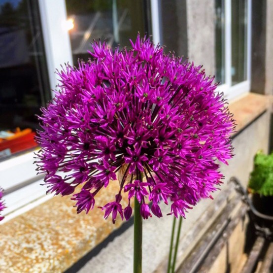 Plant image Allium 'Gladiator'