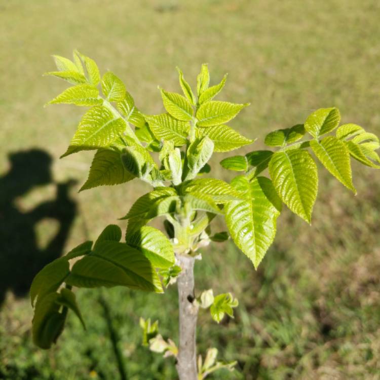 Plant image Juglans Nigra