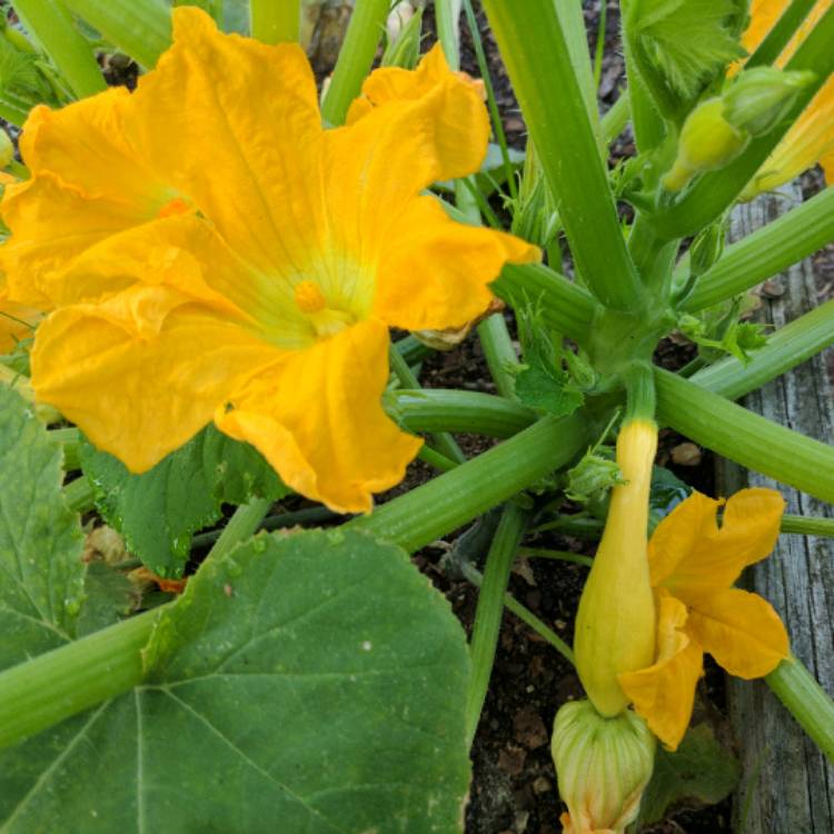 Plant image Cucurbita pepo 'Summer Yellow Crookneck'