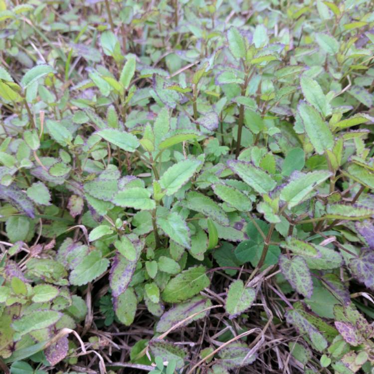 Plant image Stachys floridana