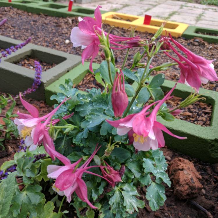 Plant image Aquilegia  'Origami Pink and White'