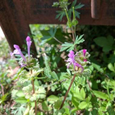 Lamium amplexicaule