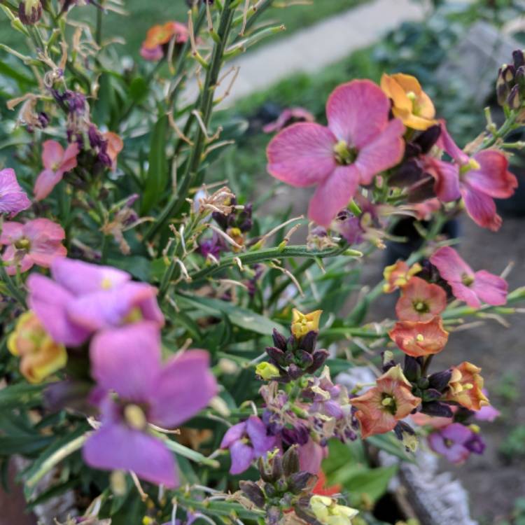 Plant image Erysimum 'Winter Rouge'