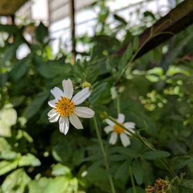 Bidens alba