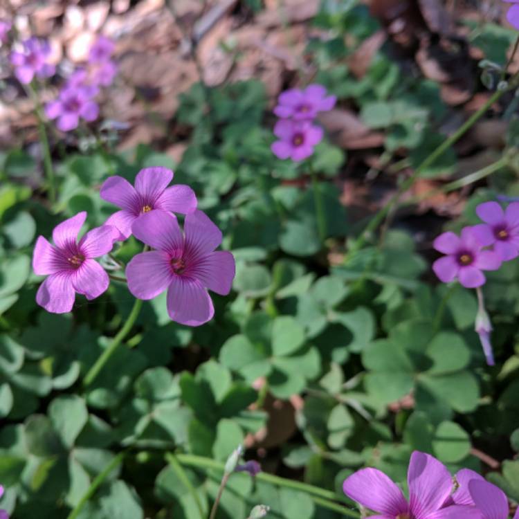 Plant image Oxalis acetosella var. rosea