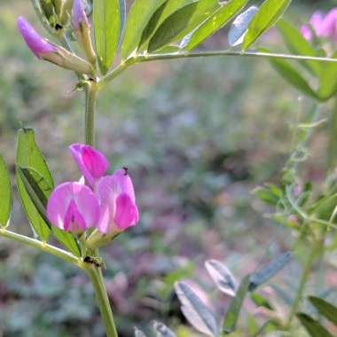 Lathyrus Tuberosus