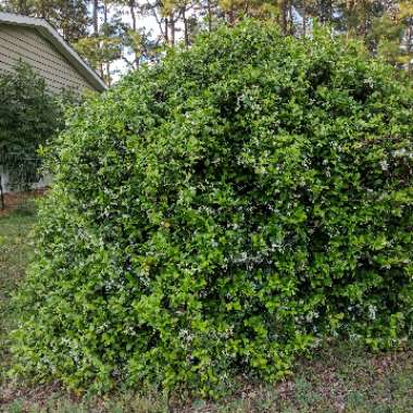 Trachelospermum jasminoides