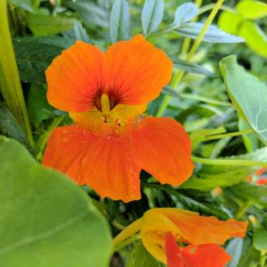 Nasturtium 'Jewel Mix' (Mix)