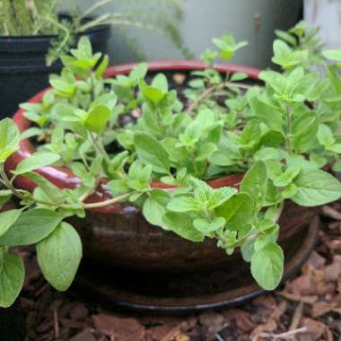 Italian Oregano