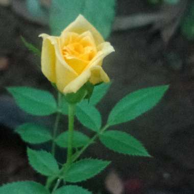 Rose (Miniature)