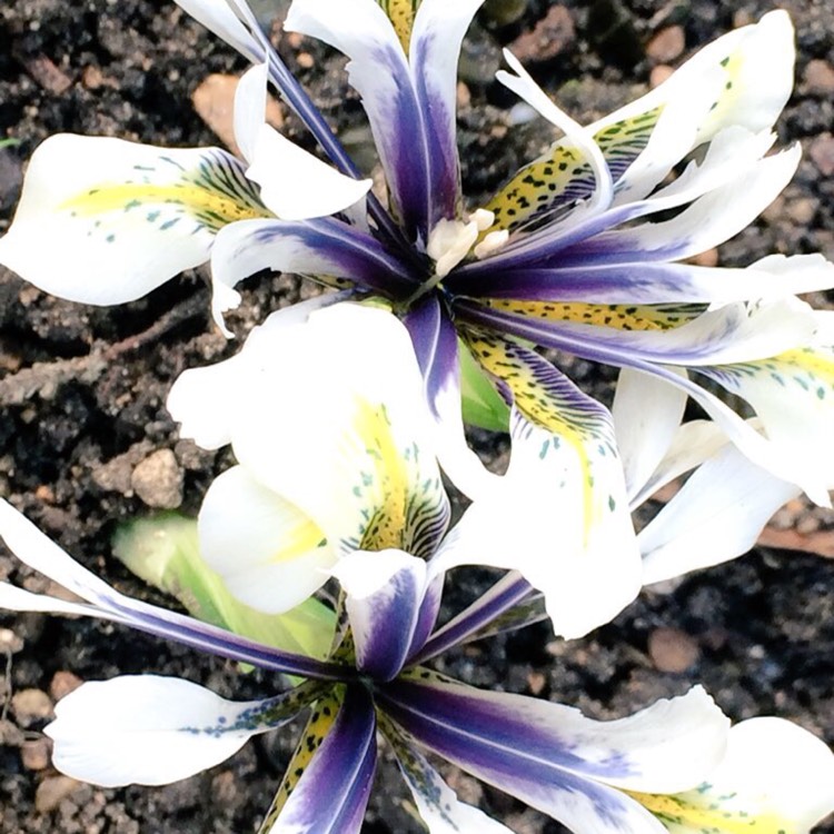 Plant image Iris 'Eye Catcher' syn. Iris reticulata 'Eye Catcher'