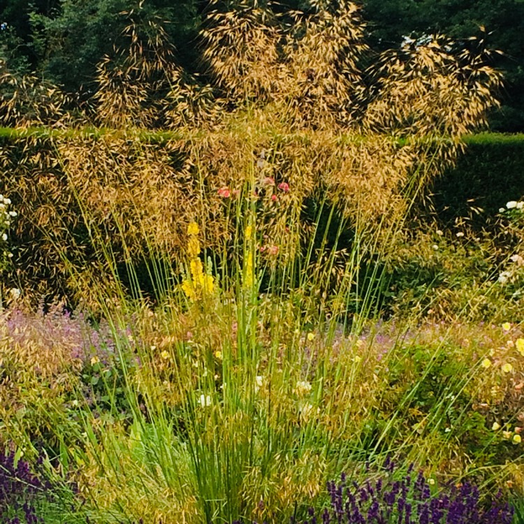 Plant image Stipa Gigantea